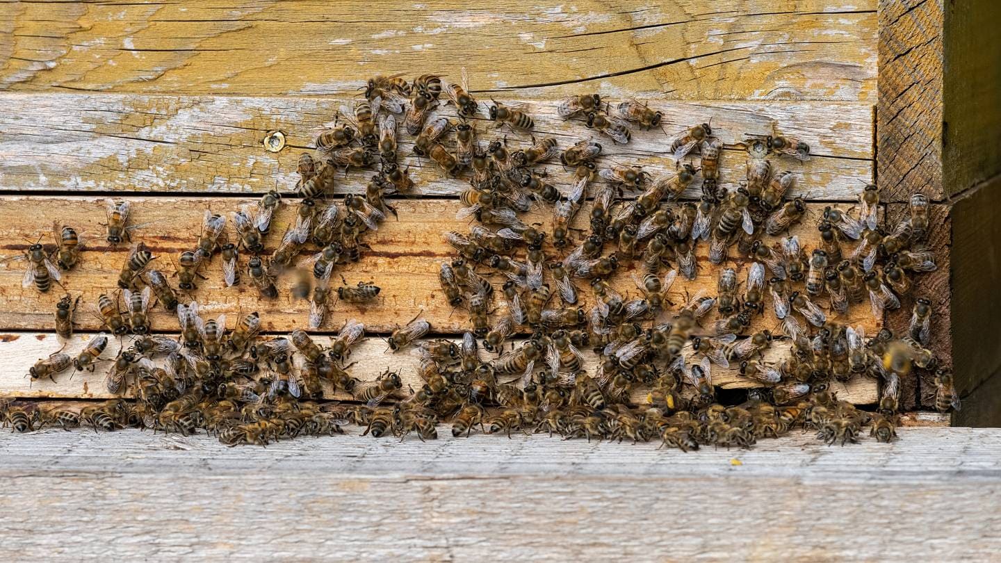 are there natural methods for controlling pests in bee colonies 2