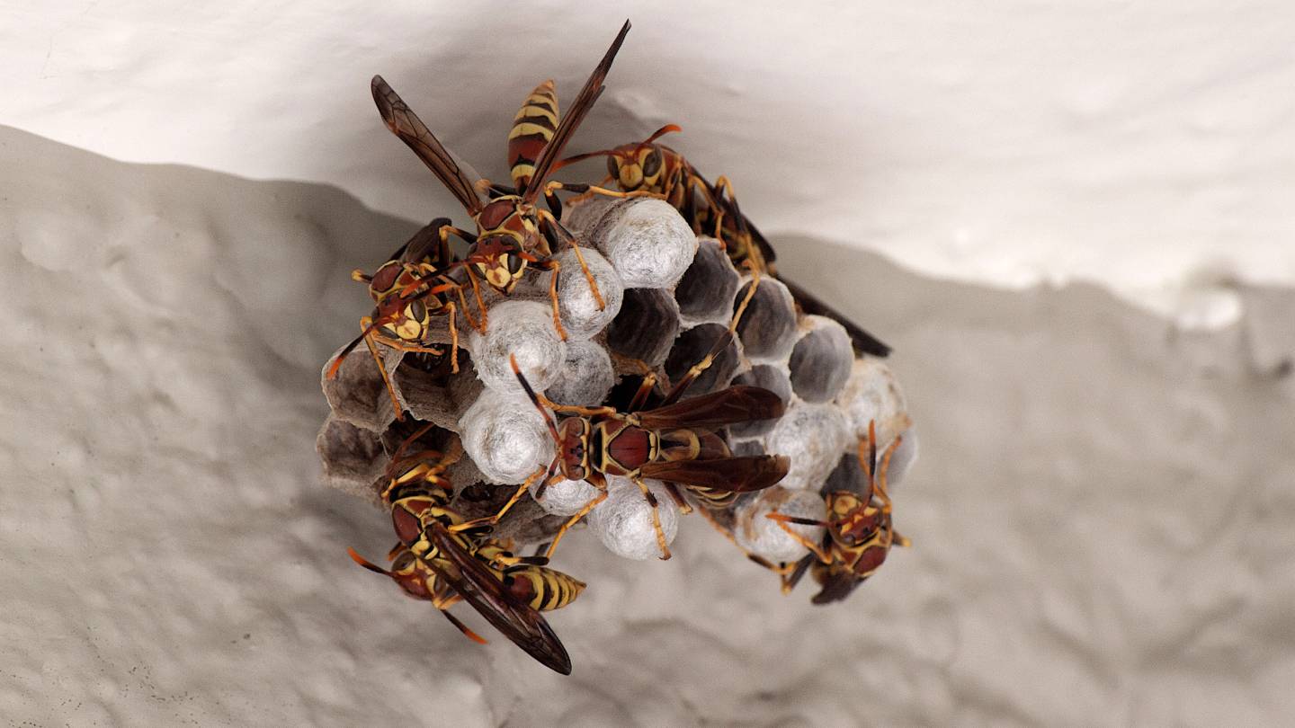 are there specific seasons or times of the year when wasp infestations are more common 1