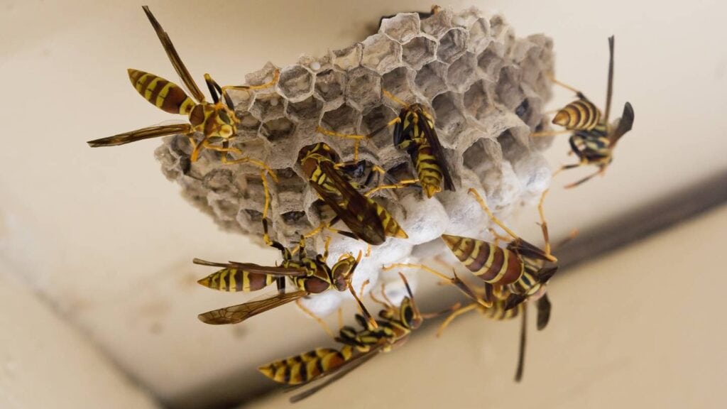 are there specific seasons or times of the year when wasp infestations are more common