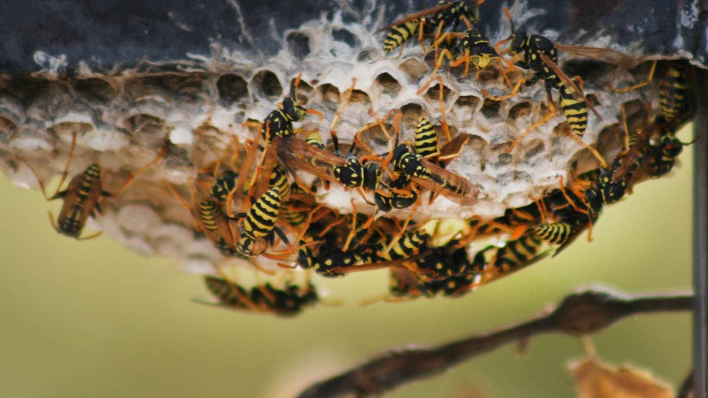 are there specific seasons or times of the year when wasp infestations are more common 2