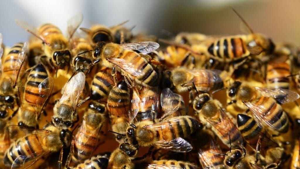 are there specific seasons when bee and wasp infestations are more common