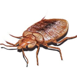 bedbug 1