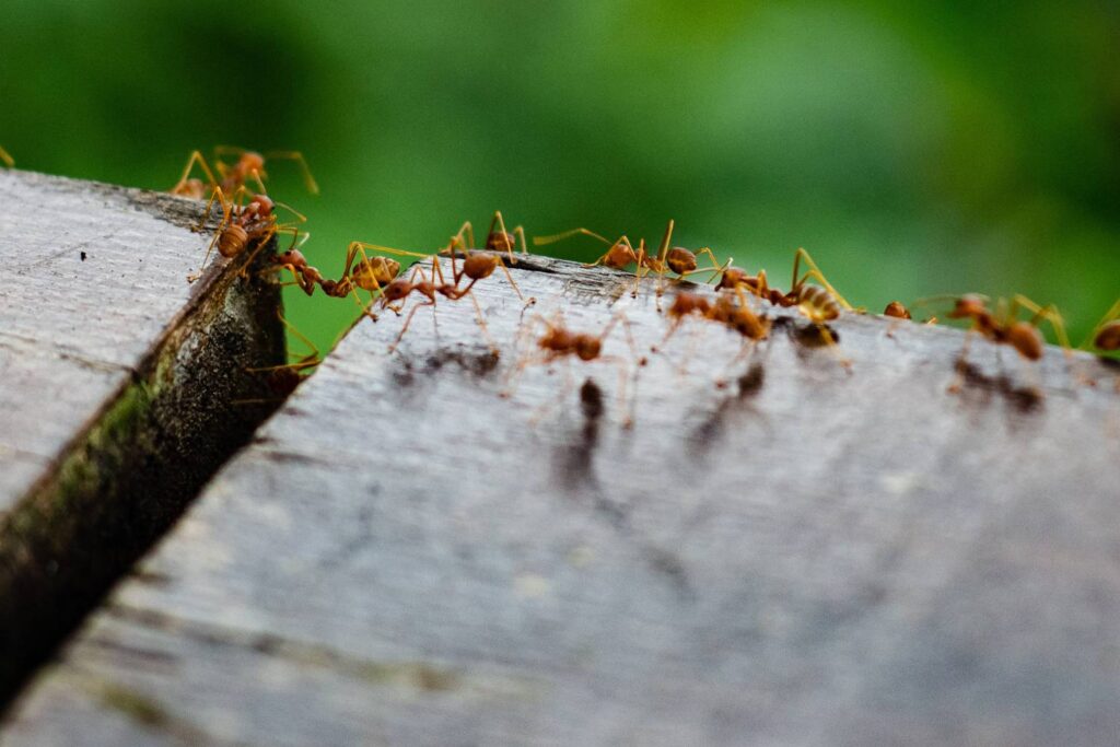 can fire ants cause damage to you