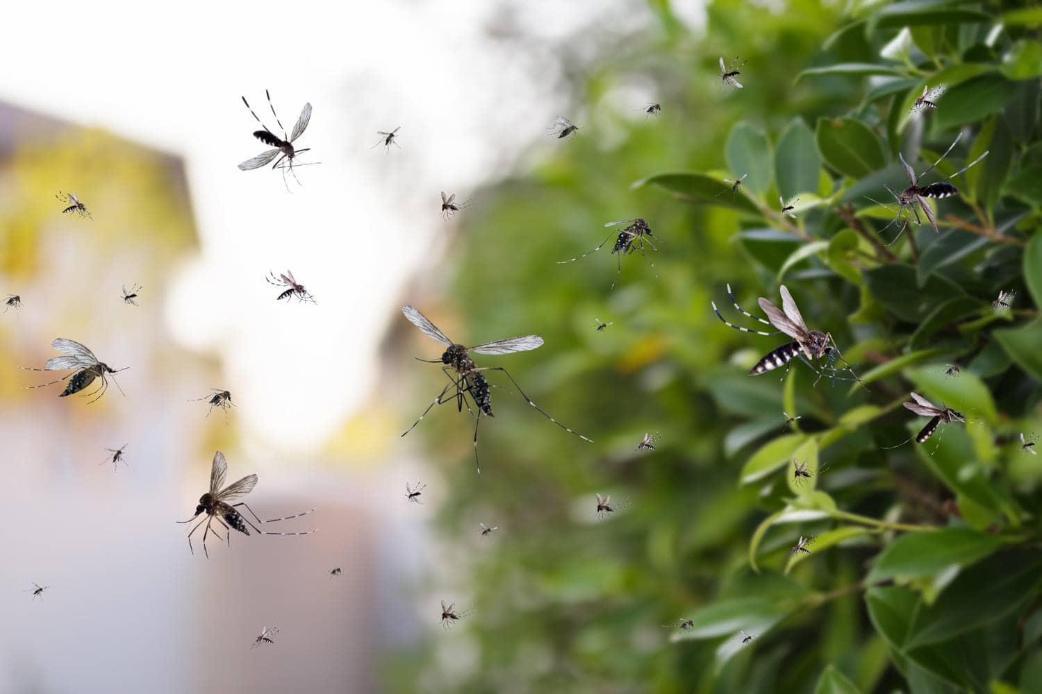 can you control mosquitoes in your yard 2
