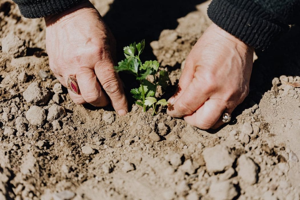 crop photo of person planting seedling in garden s