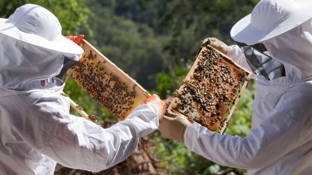 how can beekeepers use integrated pest management effectively