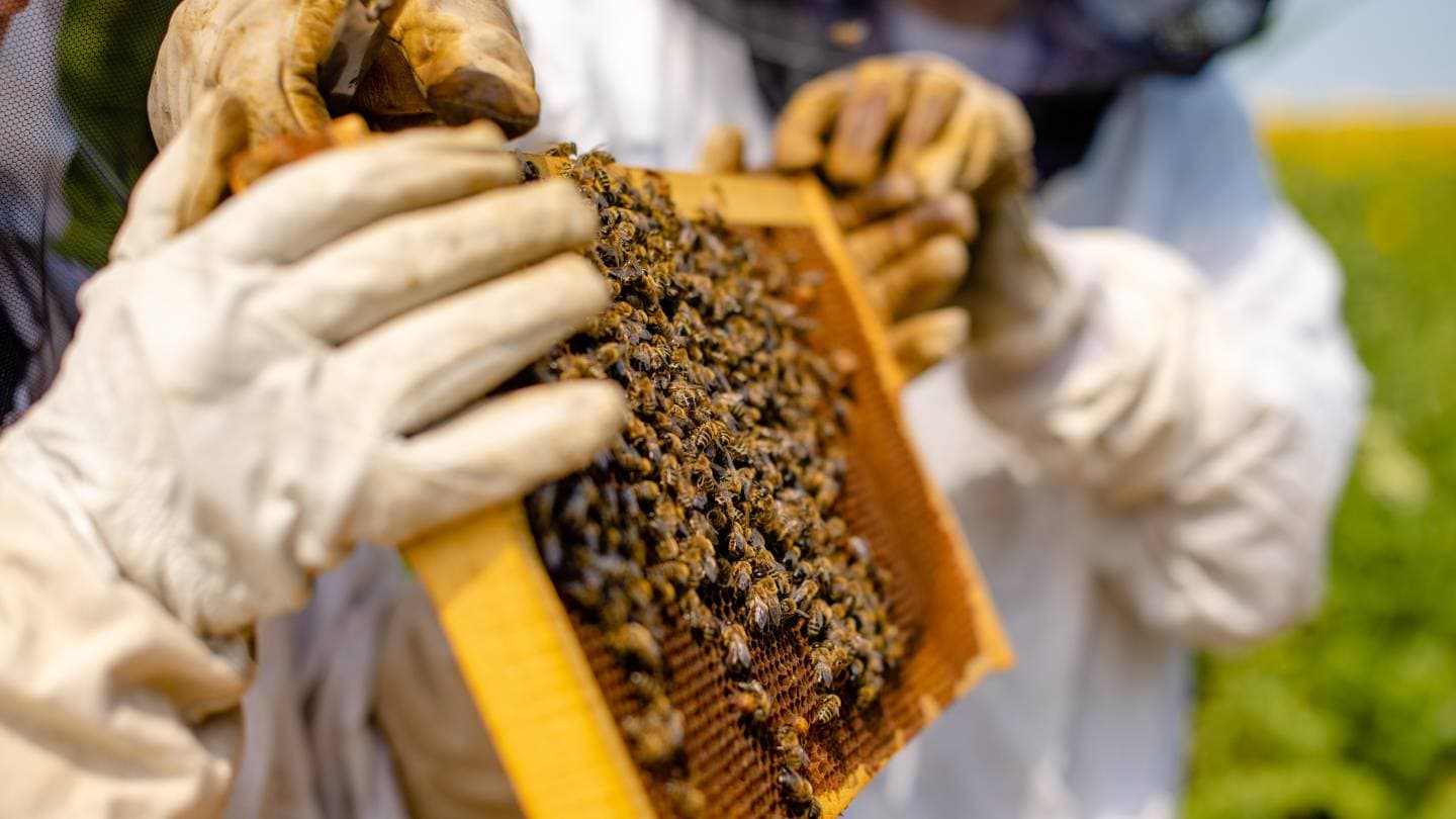 how can beekeepers use integrated pest management effectively 2