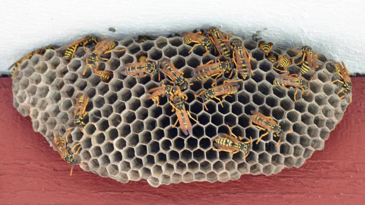 how can someone safely remove a bee or wasp nest 1