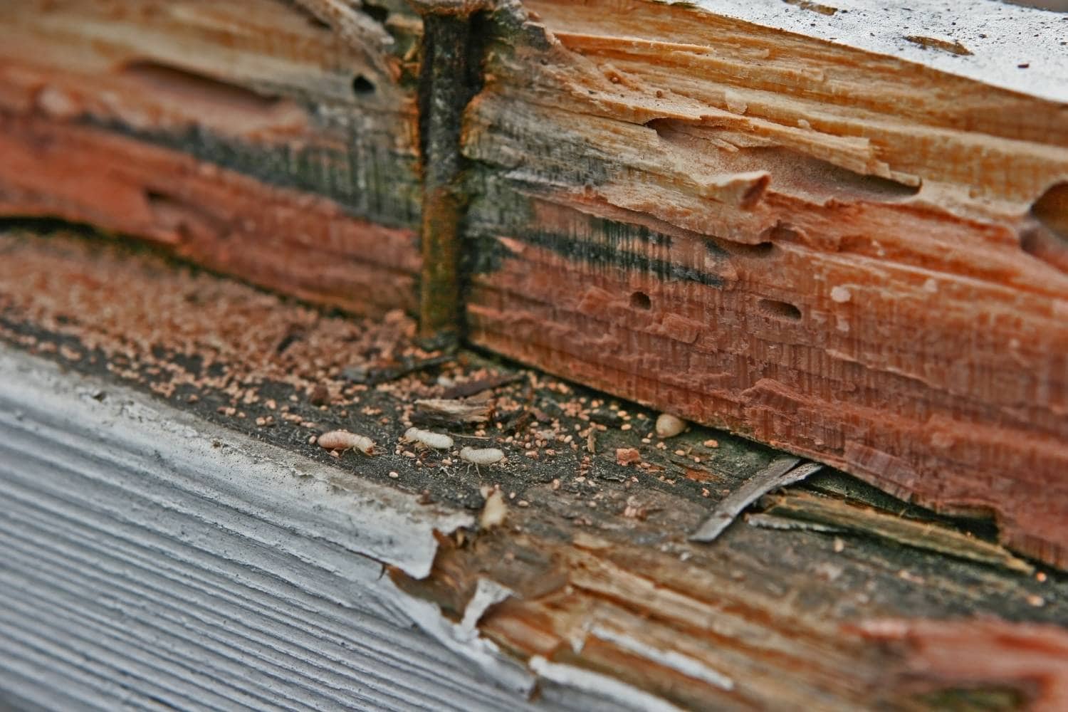 how do you prevent a termite infestation in your home