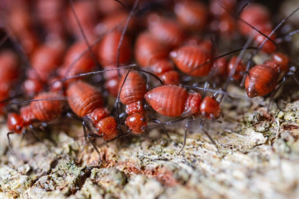 how do you prevent termite infestation (3) min