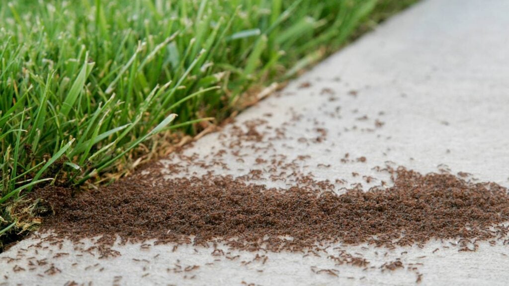 how do you spot ant infestation signs