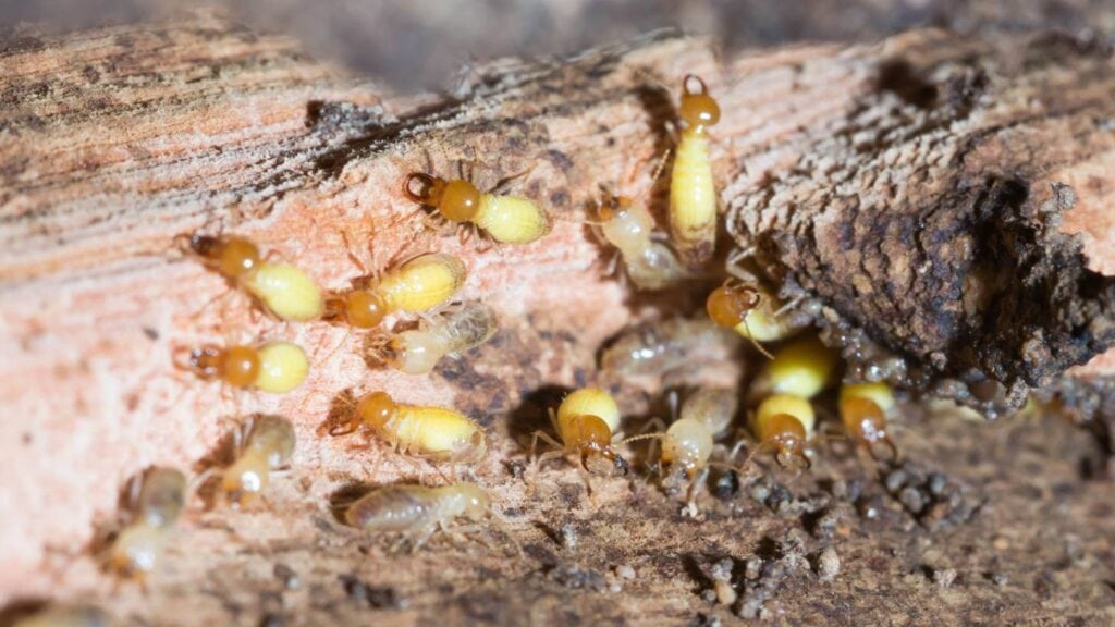 how much does termite control cost 2