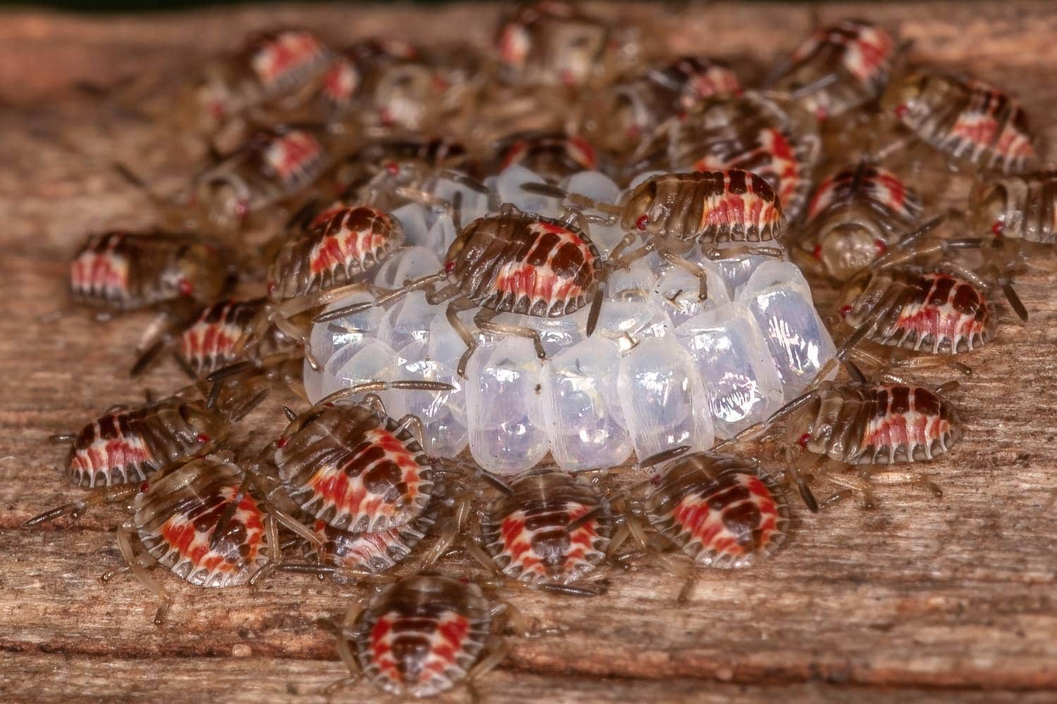 how to get rid of stink bugs 1