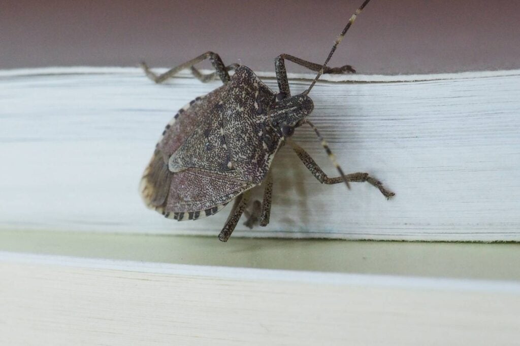 how to get rid of stink bugs