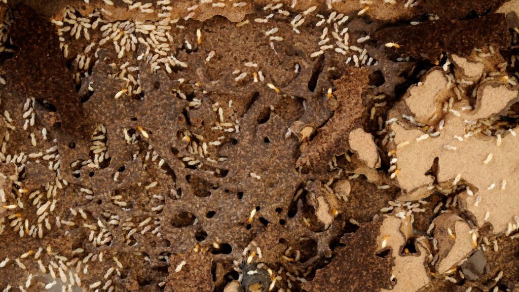 how to permanently control termites