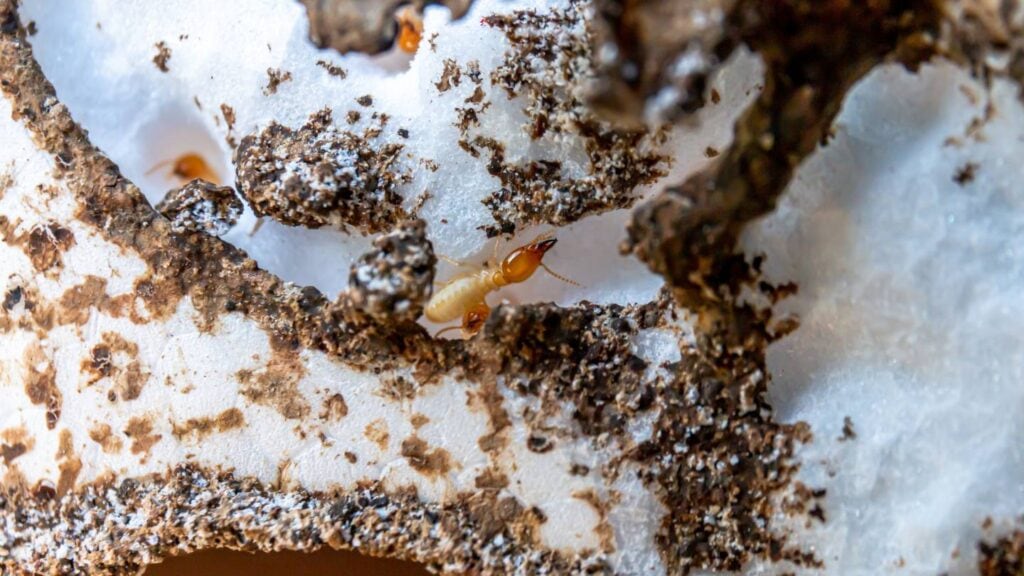 how to permanently control termites 2