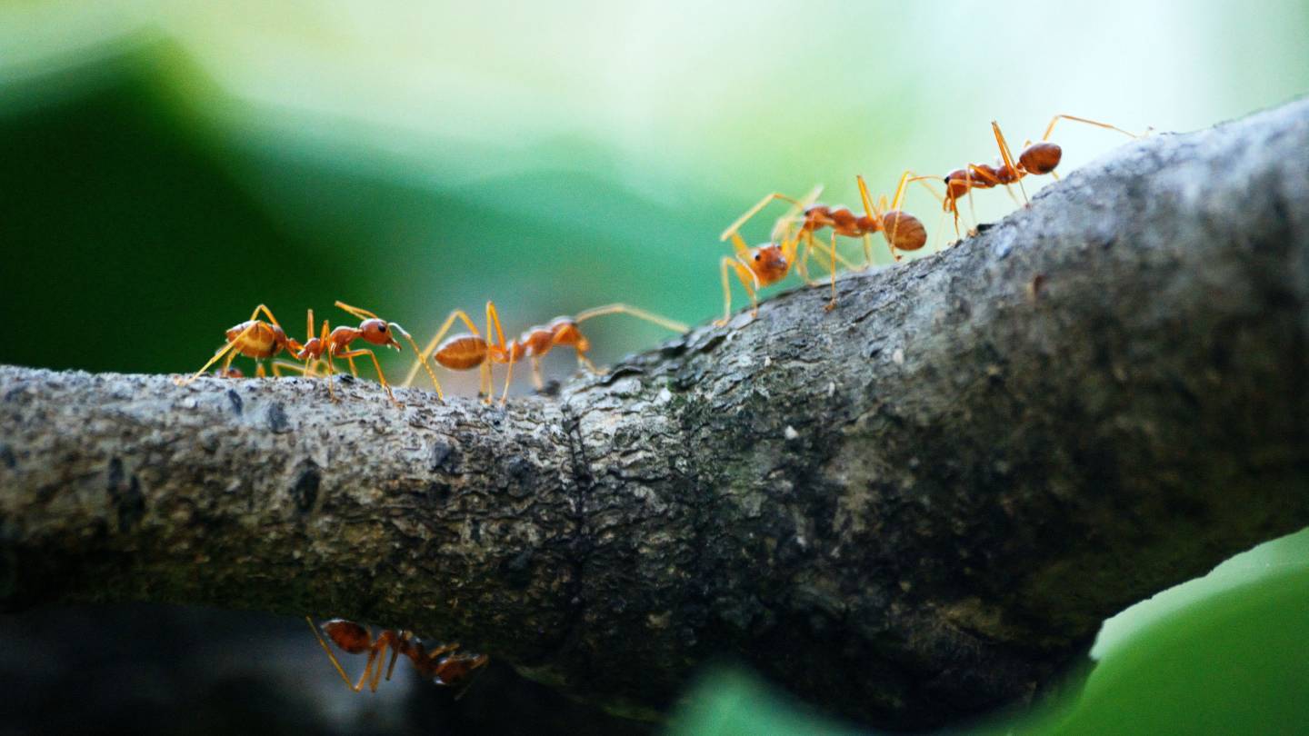 how to prevent ants in spring 2