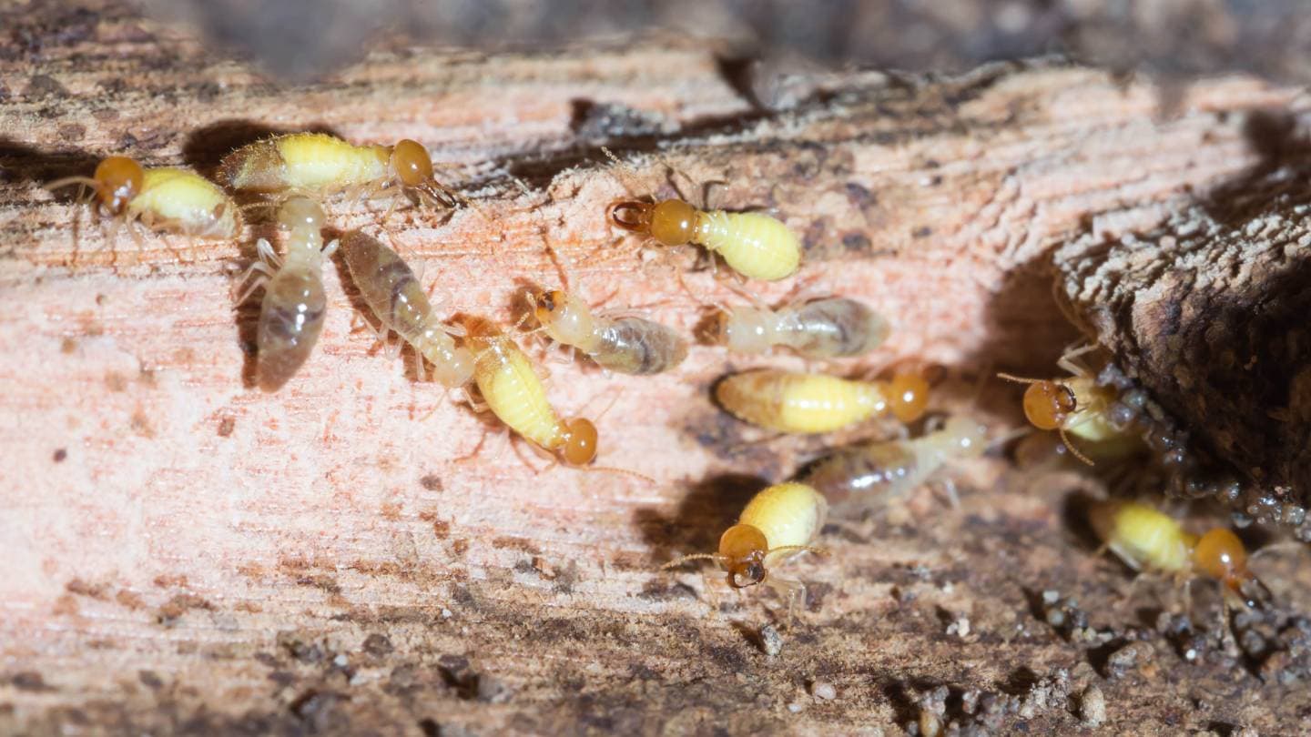 how to prevent termites in your yard 1