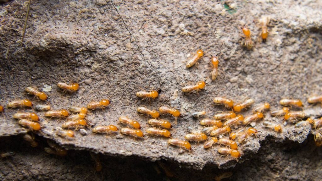 how to prevent termites in your yard