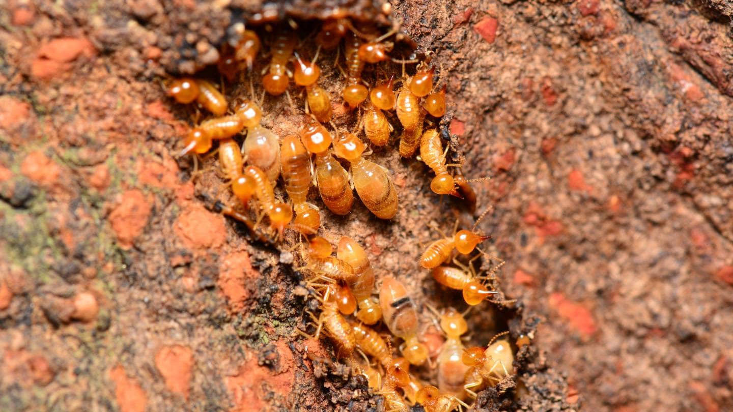 how to prevent termites in your yard 2