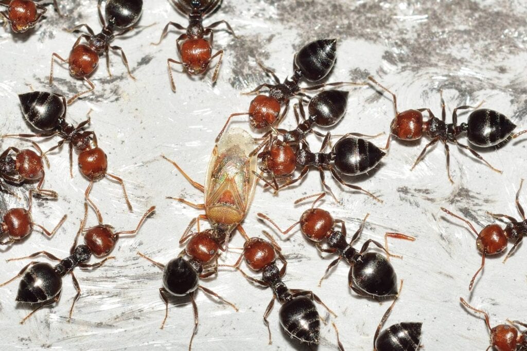 how to remove ants in your bathroom