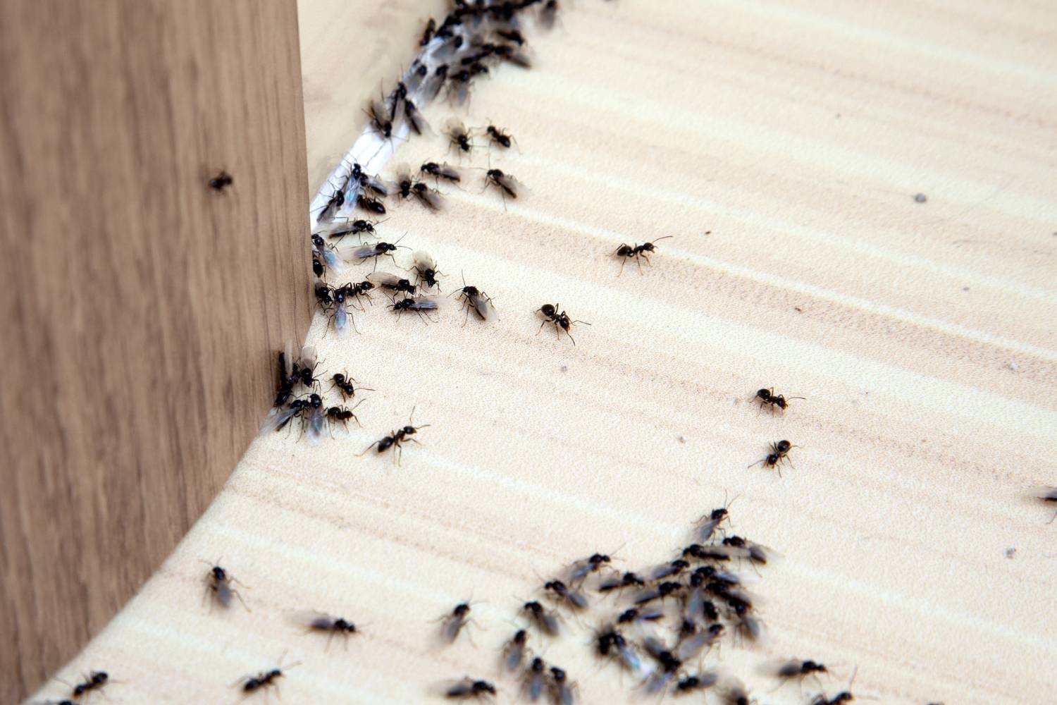 how to remove ants in your bathroom 2