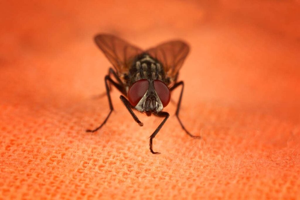 how to get rid of flies in your house (3)