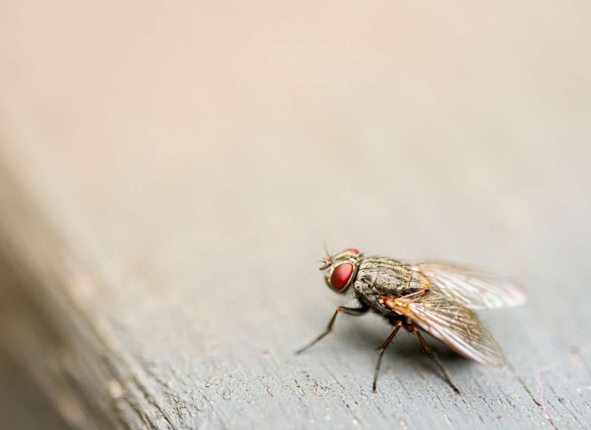 how to get rid of flies in your house