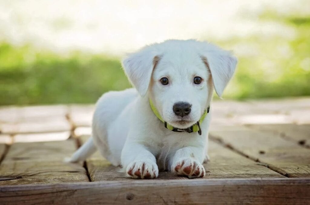 portrait of a dog · free stock photo google chro