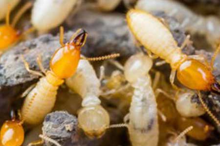 pre construction termite protection and treatments