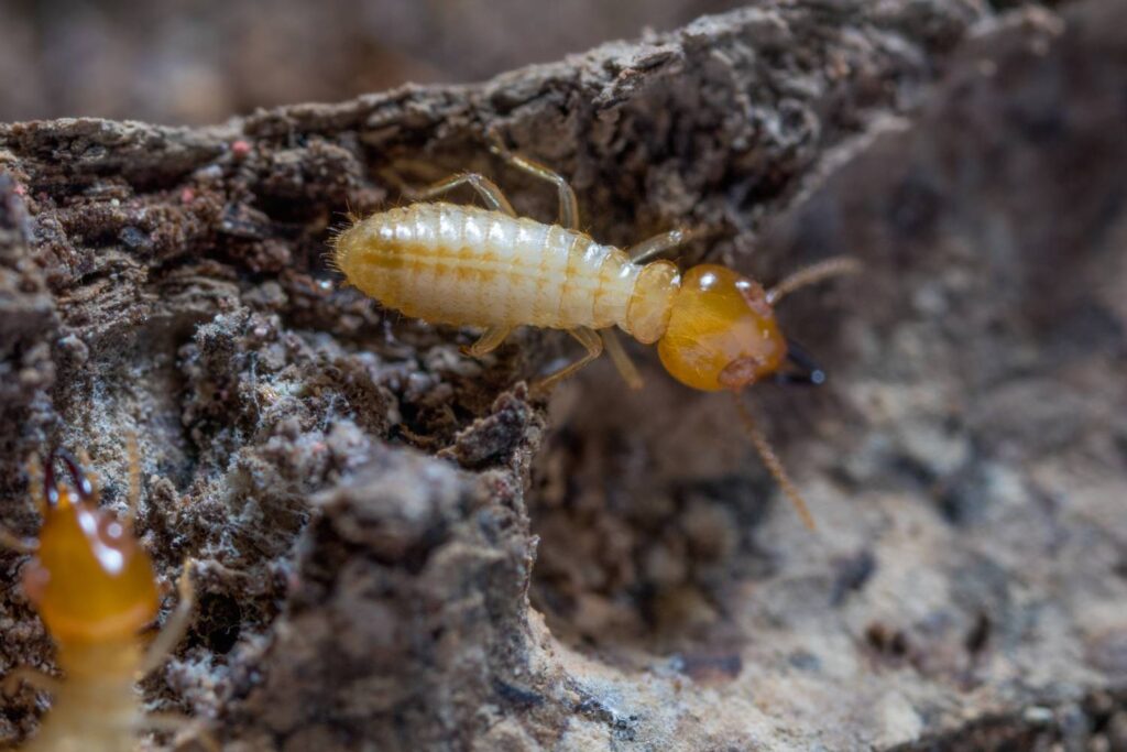 termite treatment for pre construction 1