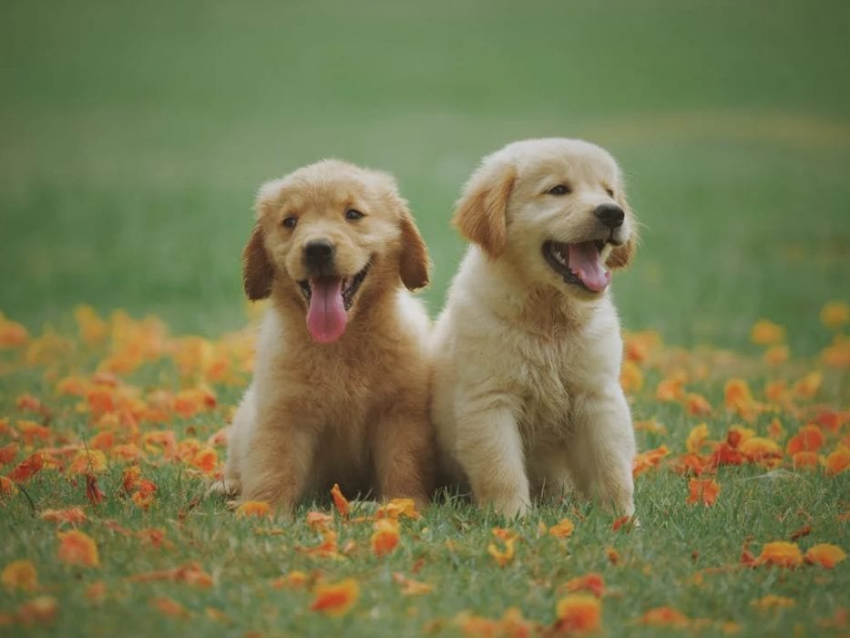 two yellow labrador retriever puppies · free stock