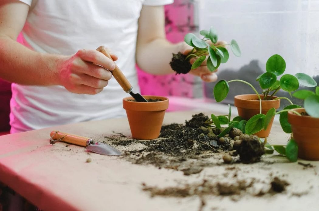 unrecognizable person replanting pot plants · free