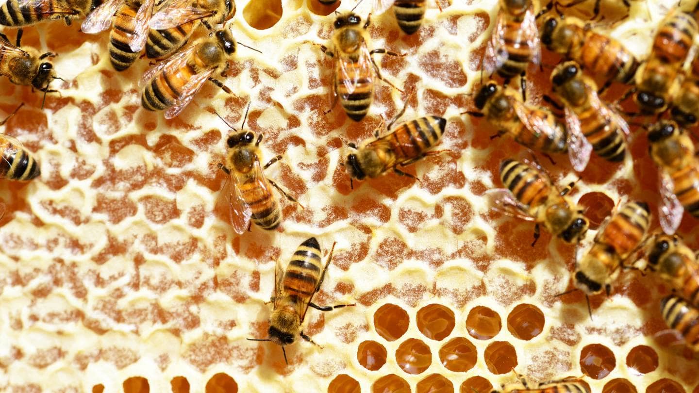 what are some common methods used for bee and wasp control 1