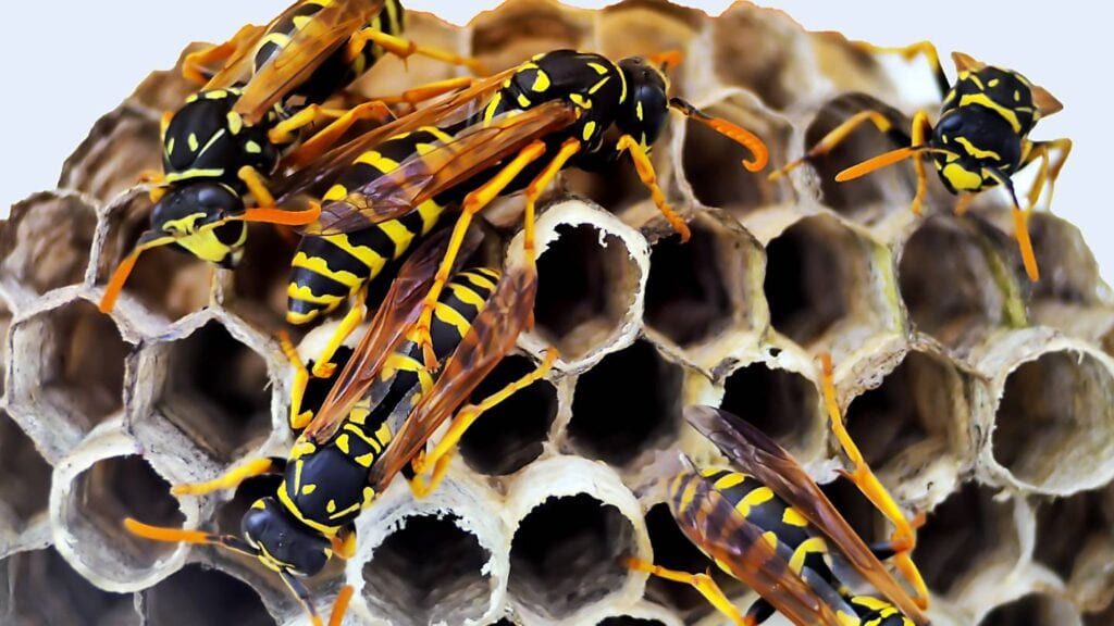 what are some common methods used for bee and wasp control