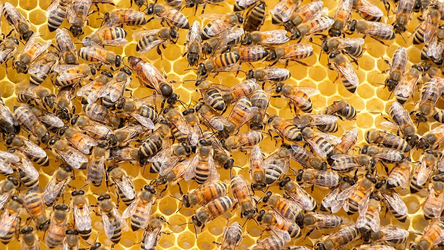 what are some natural predators of bees and wasps that can help with control 1