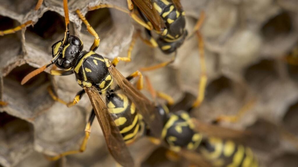 what are some natural predators of bees and wasps that can help with control