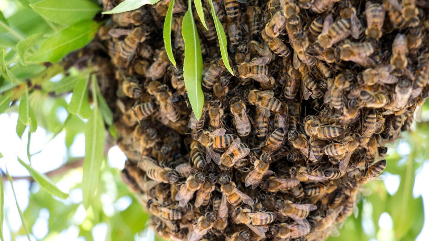 what are some signs of a healthy bee colony in terms of pest resistance 1