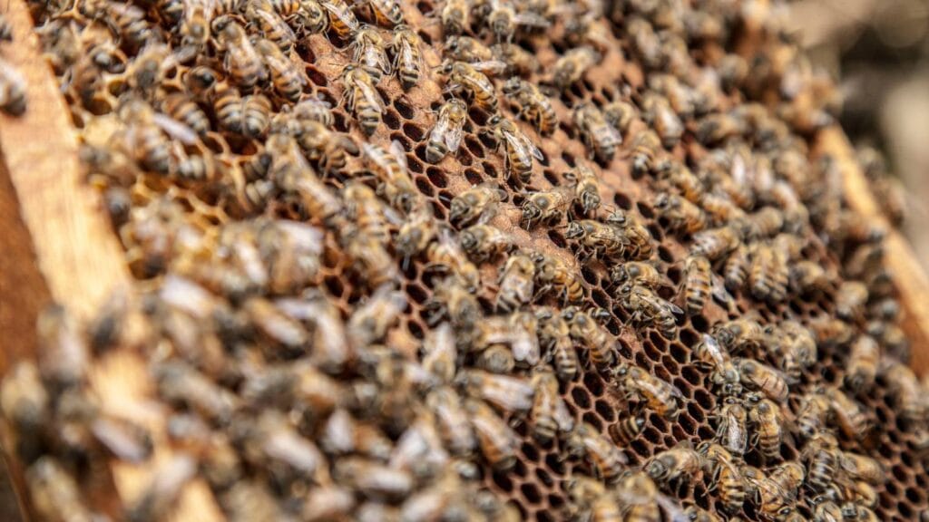 what are some signs of a healthy bee colony in terms of pest resistance