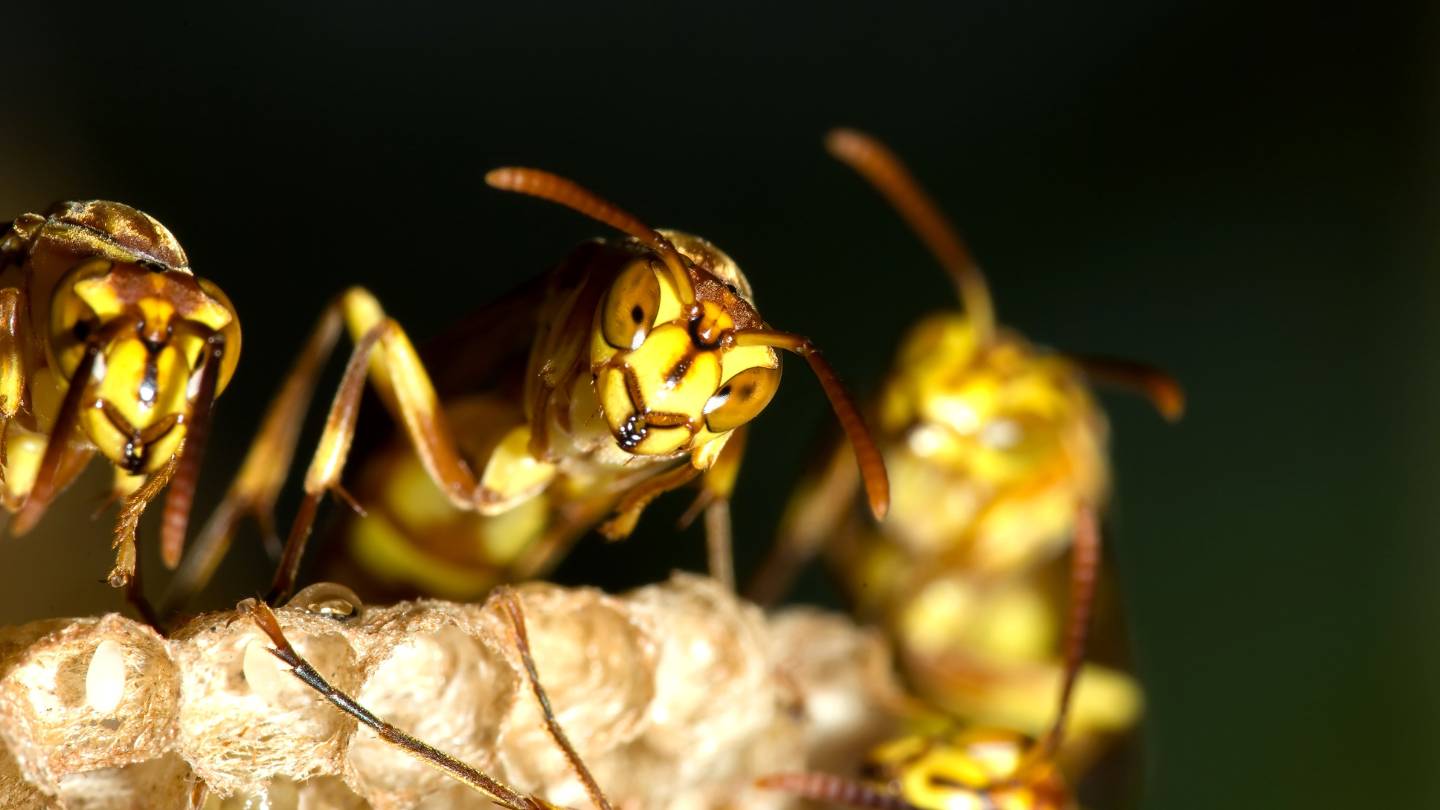 what are the most common species of wasps that require pest control 1