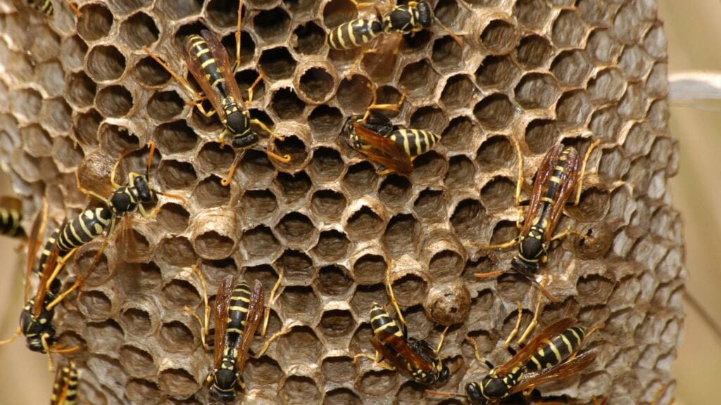 what are the most common species of wasps that require pest control