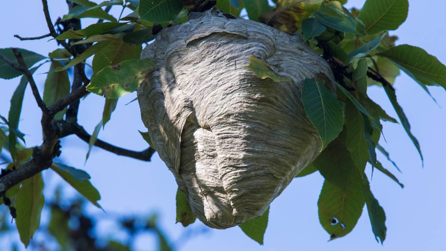 what are the potential dangers of having a wasp nest near a residential area 1