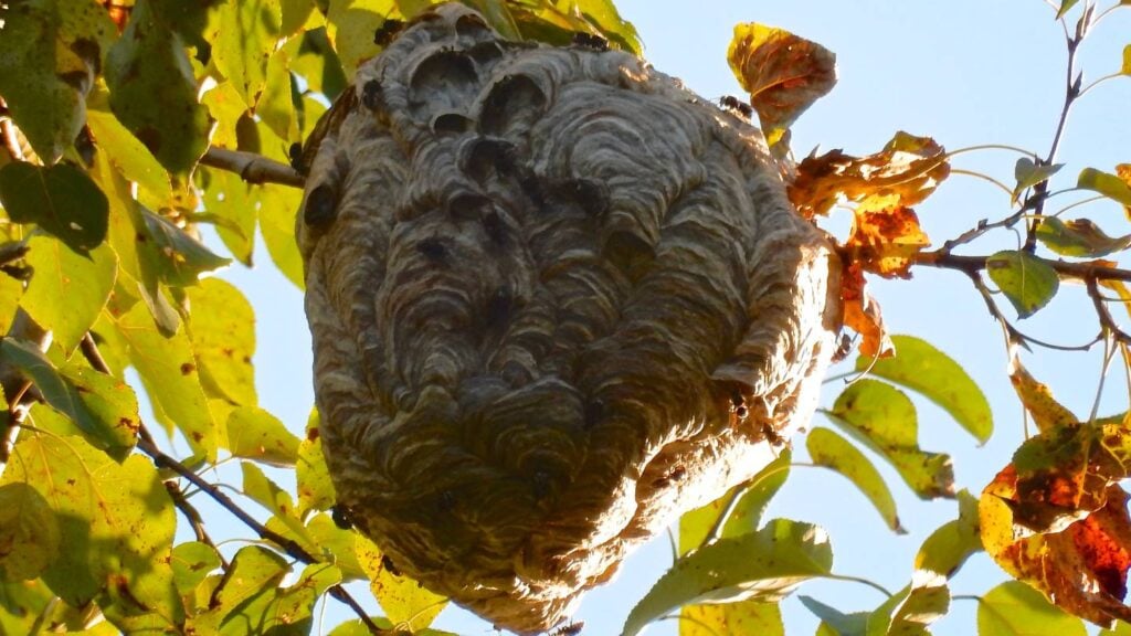 what are the potential dangers of having a wasp nest near a residential area