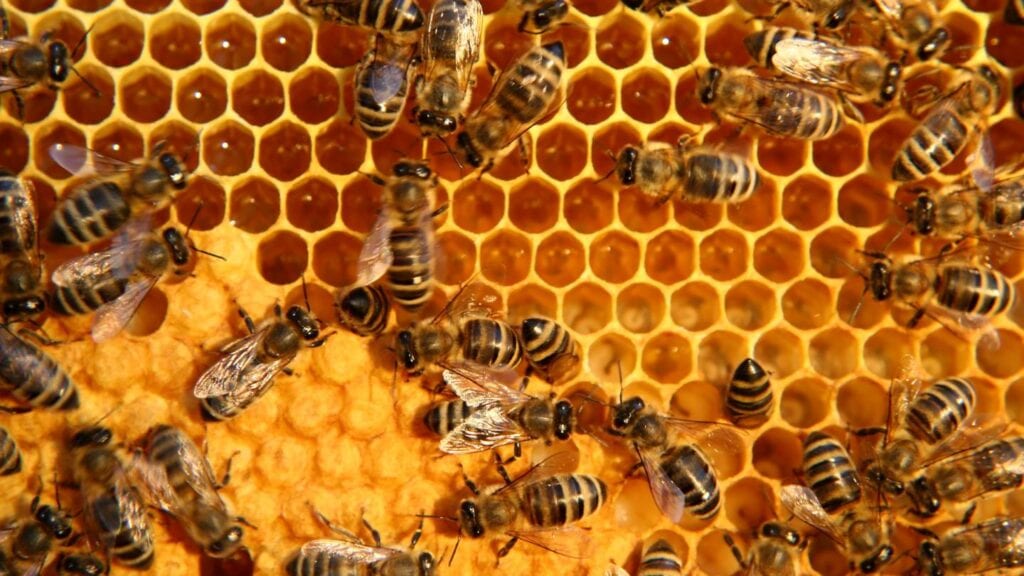 what are the potential risks associated with diy bee and wasp control methods