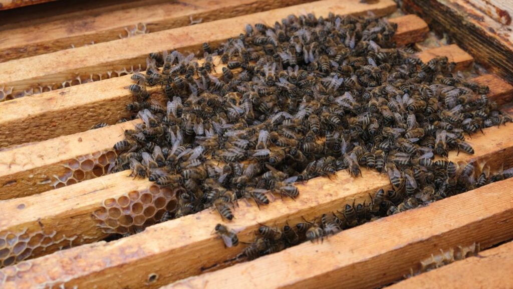 what are the potential risks of using chemical treatments for bee pests