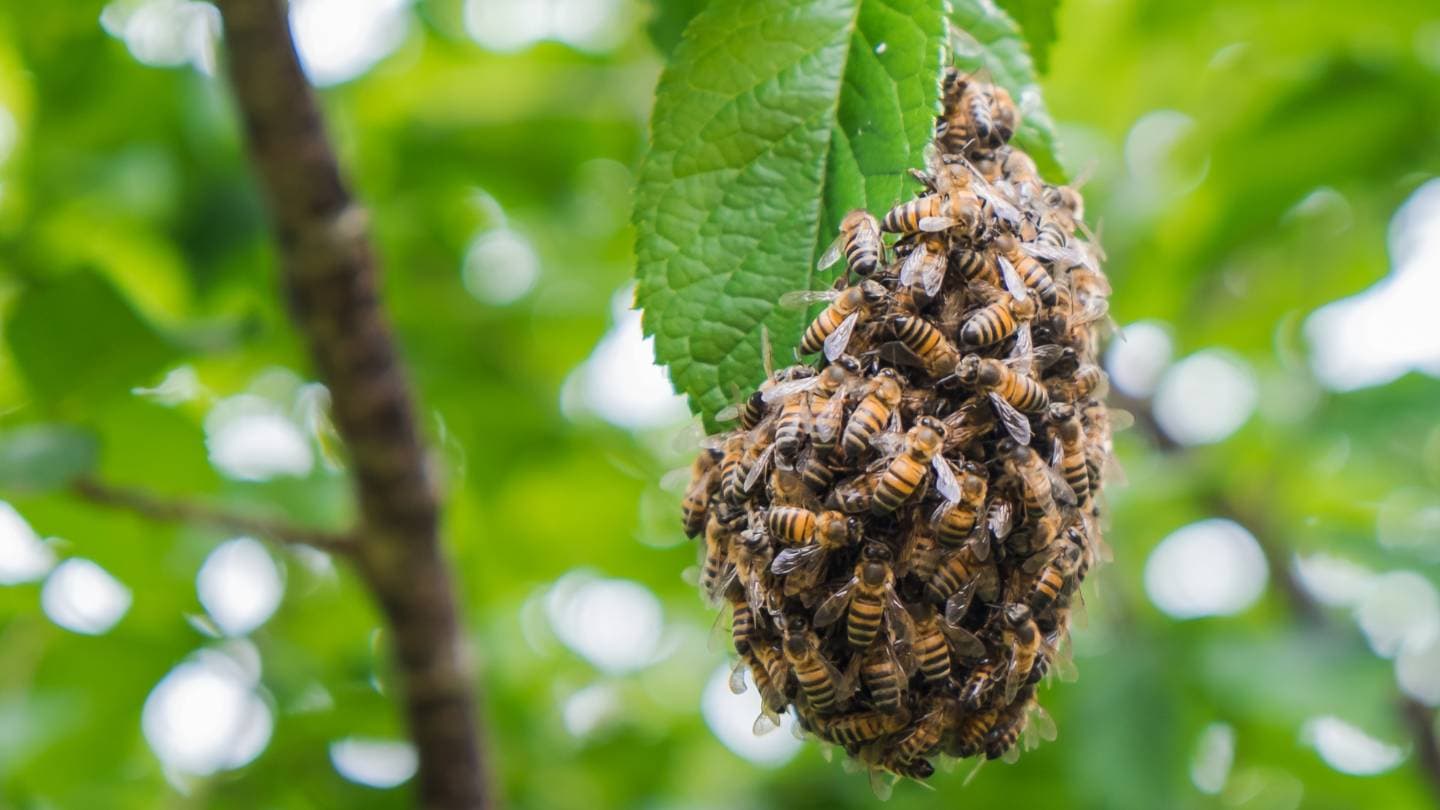 what are the potential risks of using chemical treatments for bee pests 2