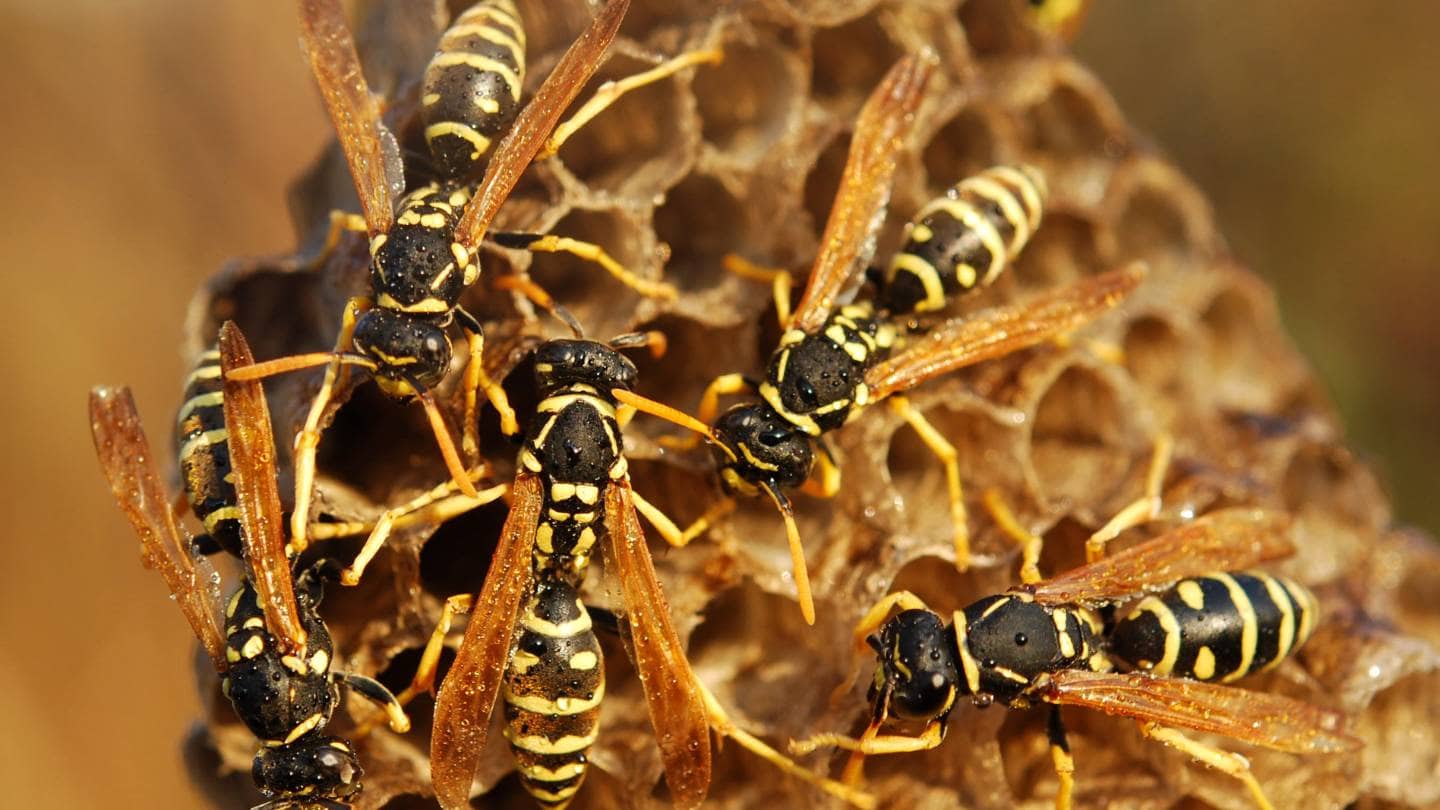 what are the primary differences between bees and wasps 2