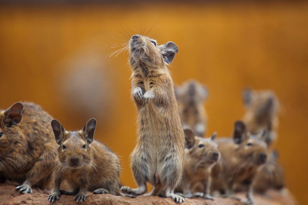 what are the signs you should hire a professional for rodent control to protect your home