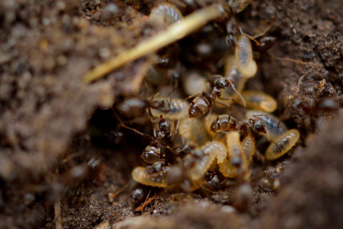 what are the signs of termites (2)
