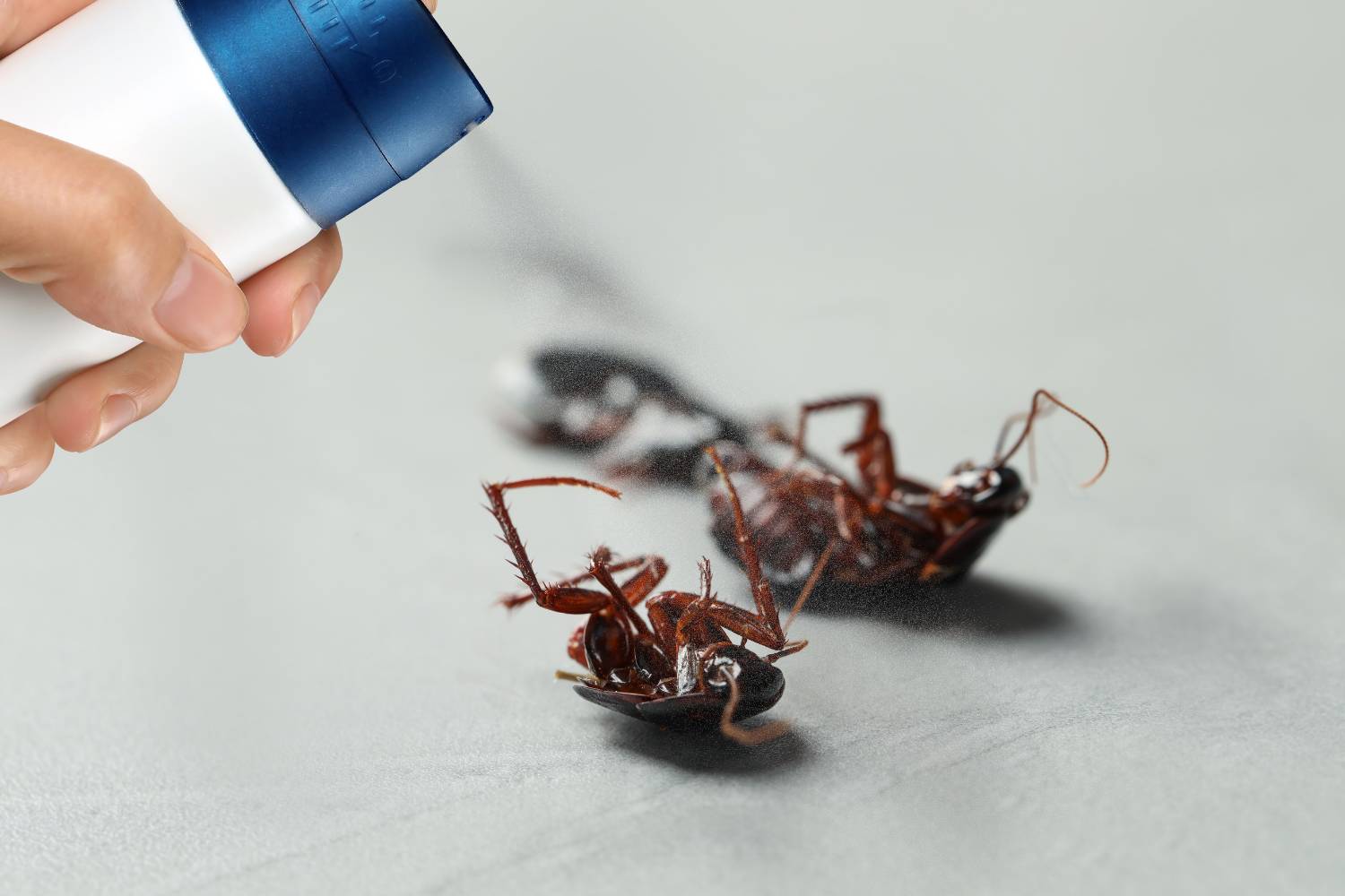 what should you do after cockroach pest control sprays 1